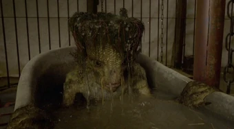 Kappa Wiki Harry Potter Fandom