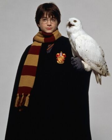Hedwige Wiki Harry Potter Fandom