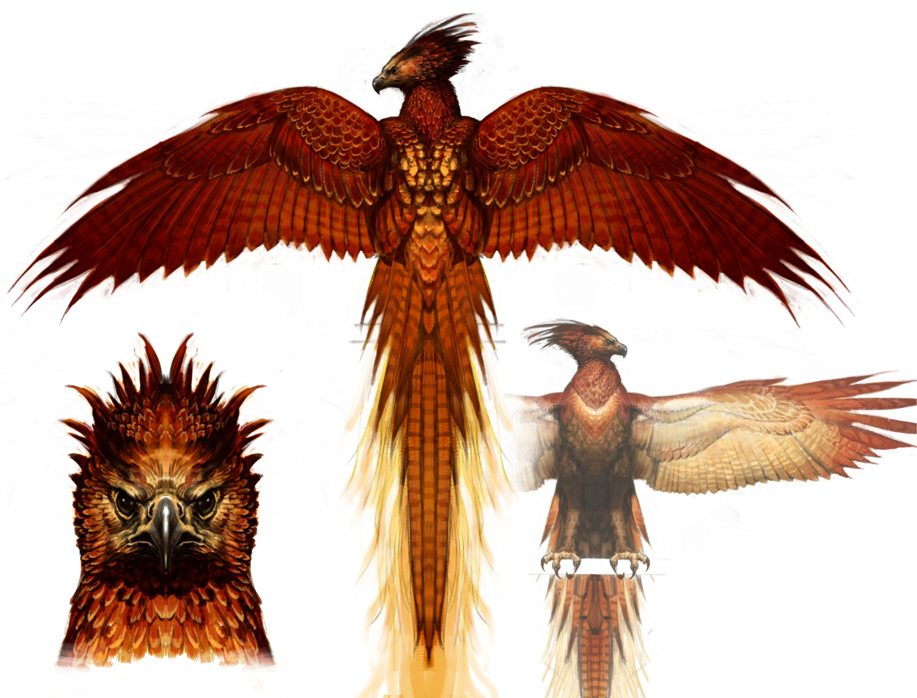 Phoenix Harry Potter Wiki Fandom