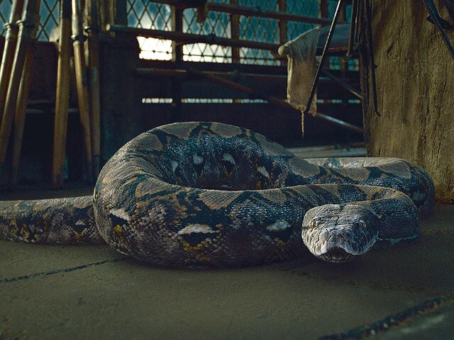 Fitxer:Nagini.jpg