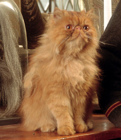 File:Crookshanks PM.png