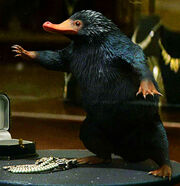 Niffler