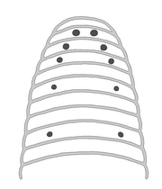 Blutegelaugenpaare