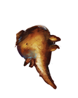 RootofAconite