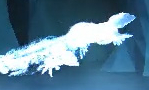 Fire-Dwelling Salamander