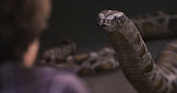 Harry-Snake-PSF