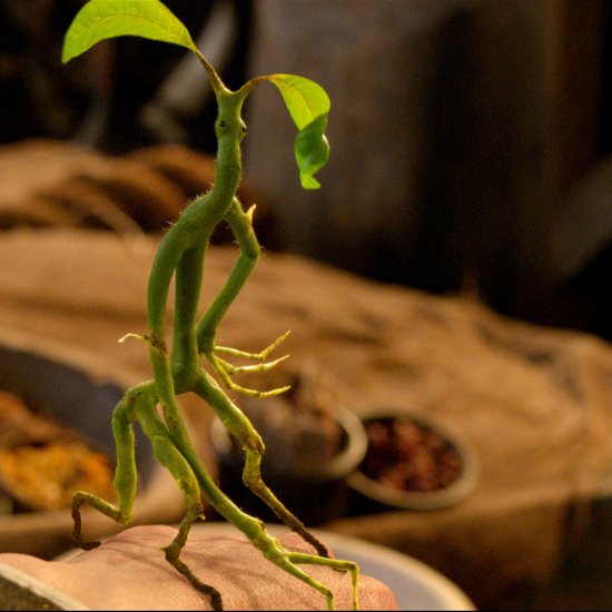 Image BowtruckleBeast.jpg Harry Potter Wiki FANDOM