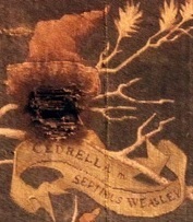 Cedrella Weasley