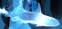 Orca