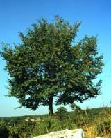 Carpino
