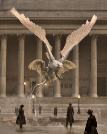 Frank Wiki Harry Potter Fandom