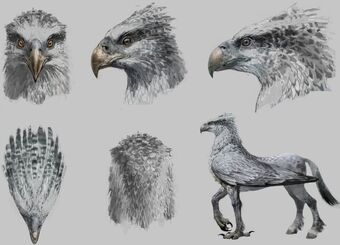 Hippogriff Harry Potter Wiki Fandom