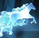 Bay Mare