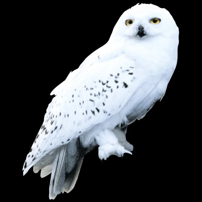 Hedwig Harry Potter Wiki FANDOM powered by Wikia