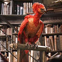 https://vignette.wikia.nocookie.net/harrypotter/images/7/77/HP_quiz_TS_Phoenix.jpg/revision/latest?cb=20110706210601