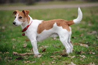 Jack Russell Terrier Harry Potter Wiki Fandom