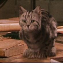 Tabby Cat Harry Potter Wiki Fandom