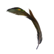 Peacock-quill