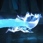 Peacock Harry Potter Wiki Fandom