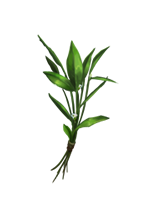 Knotgrass