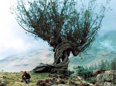 Image result for how many whomping willows are in hogwarts