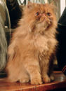 Crookshanks