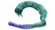 Murtlap tentacle