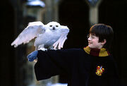 Harry + Hedwig