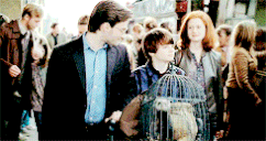 Potter family