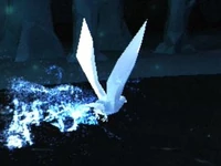 Raven-patronus