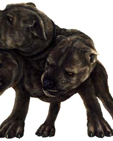 Three Headed Dog Harry Potter Wiki Fandom