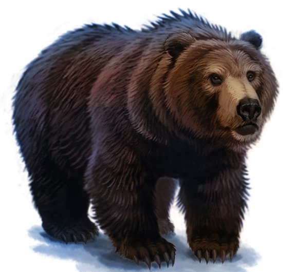 bear harry potter wiki fandom powered by wikia