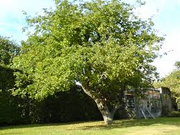 Appletree