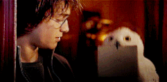 Hedwig 1994