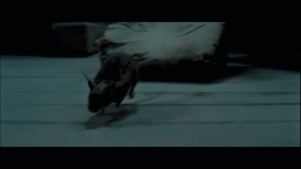 Peterrat.gif