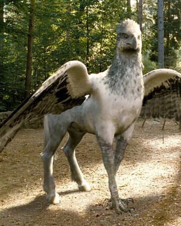 Hippogriffe Wiki Harry Potter Fandom