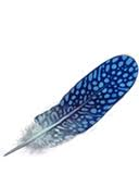 Jobberknoll feather