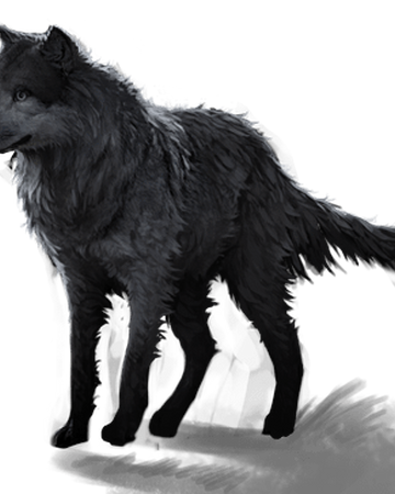 Loup Garou Wiki Harry Potter Fandom