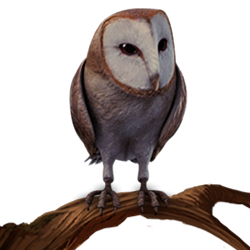 barn owl harry potter