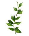 Peppermint