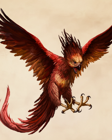 Feniks Harry Potter Wiki Fandom