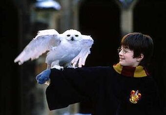 Hedwiga Harry Potter Wiki Fandom