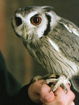 pigwidgeon harry potter wiki fandom powered by wikia minute owl