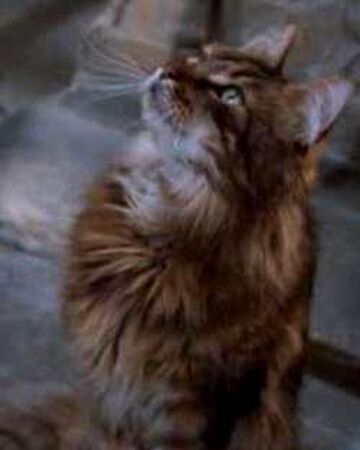 Cat Harry Potter Wiki Fandom