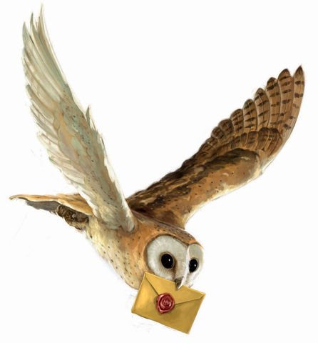 Eule Harry Potter Eule Harry Potter