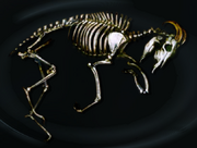 Goat skeleton