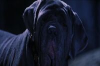 Canino (Fang)