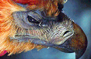 Fawkes 004