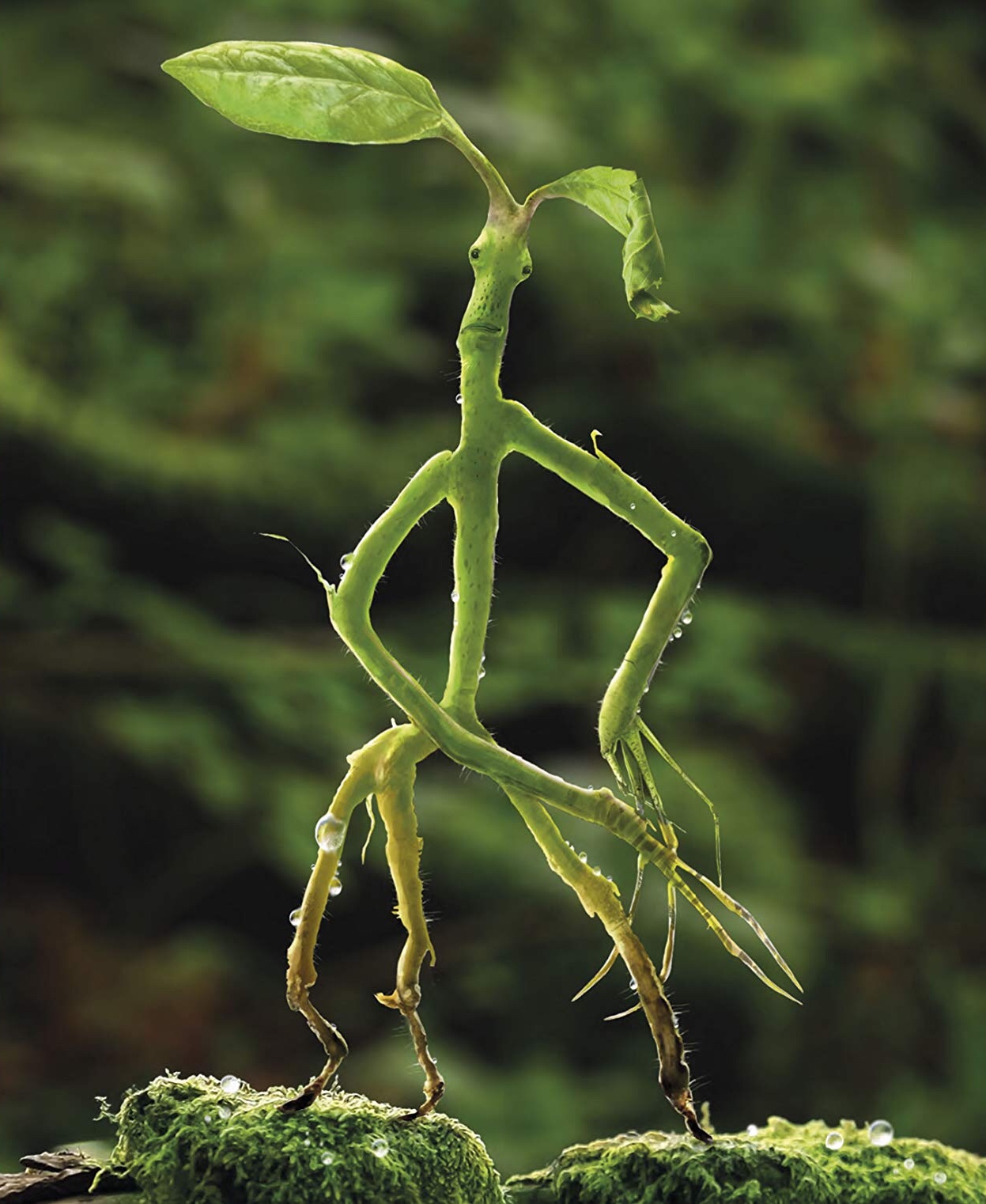 bowtruckle lego