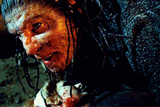 Lavender greyback